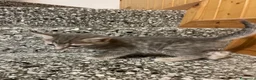 Meticcio gatti in vendita: Gattino grigio  - Annuncio 8
