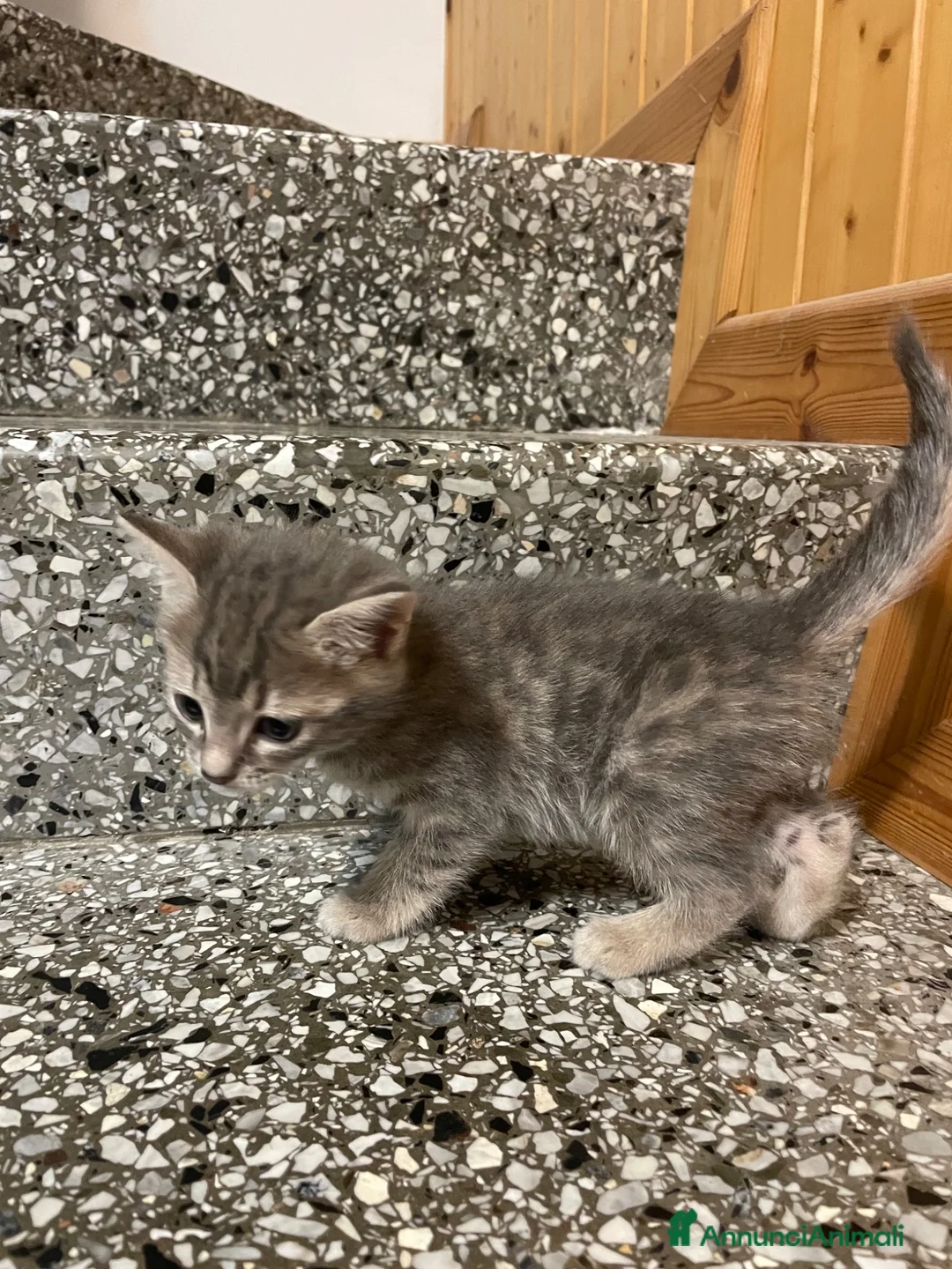 Meticcio gatti in vendita: Gattino grigio  - Annuncio 8