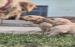 Golden Retriever cani in vendita: Vendesi cuccioli di Golden retriever  a Provincia di Lucca - Immagine 1