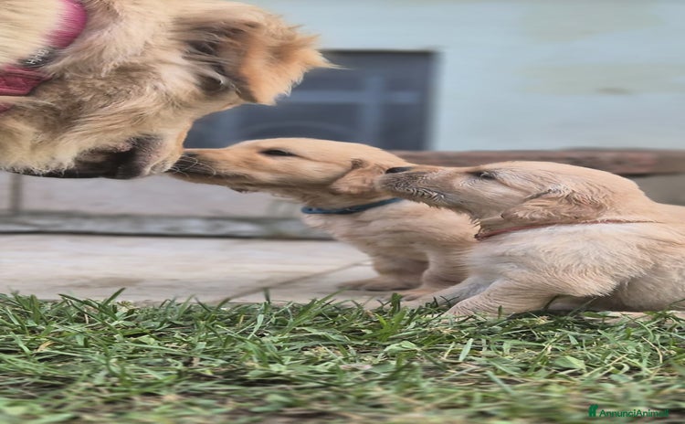 Golden Retriever cani a Provincia di Lucca - Annuncio 14