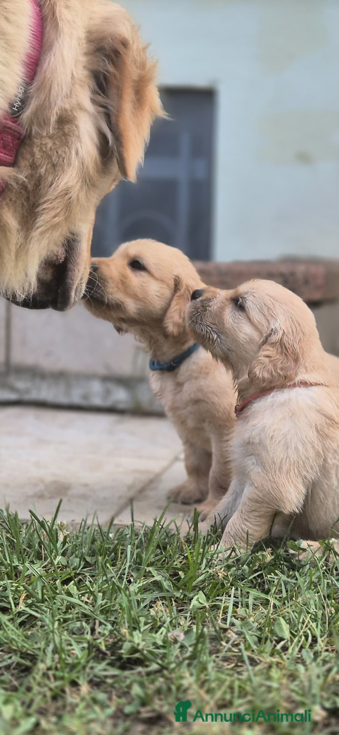 Golden Retriever cani in vendita: Vendesi cuccioli di Golden retriever  a Provincia di Lucca - Immagine 1