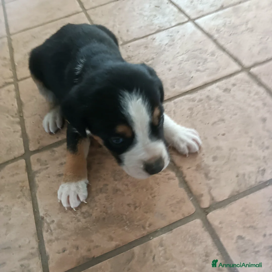 Meticcio cani in vendita: Cuccioli da caccia/tartufi  - Annuncio 2
