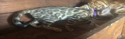 Bengala gatti in vendita: Bengal cucciola da riproduzione (Normandie) - Annuncio 9