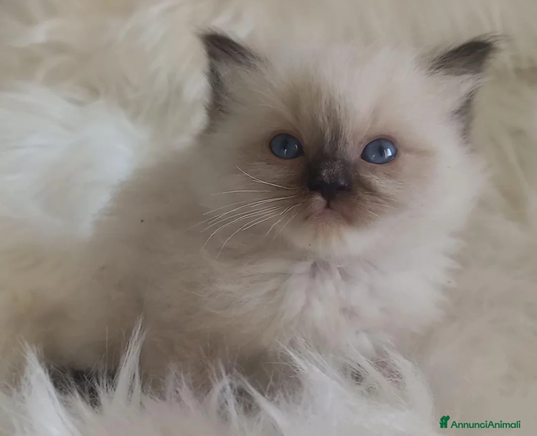 Immagine della galleria {{count}}