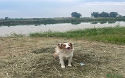 Australian Shepherd cani in vendita: Pastore australiano  a Provincia di Cuneo - Immagine 5