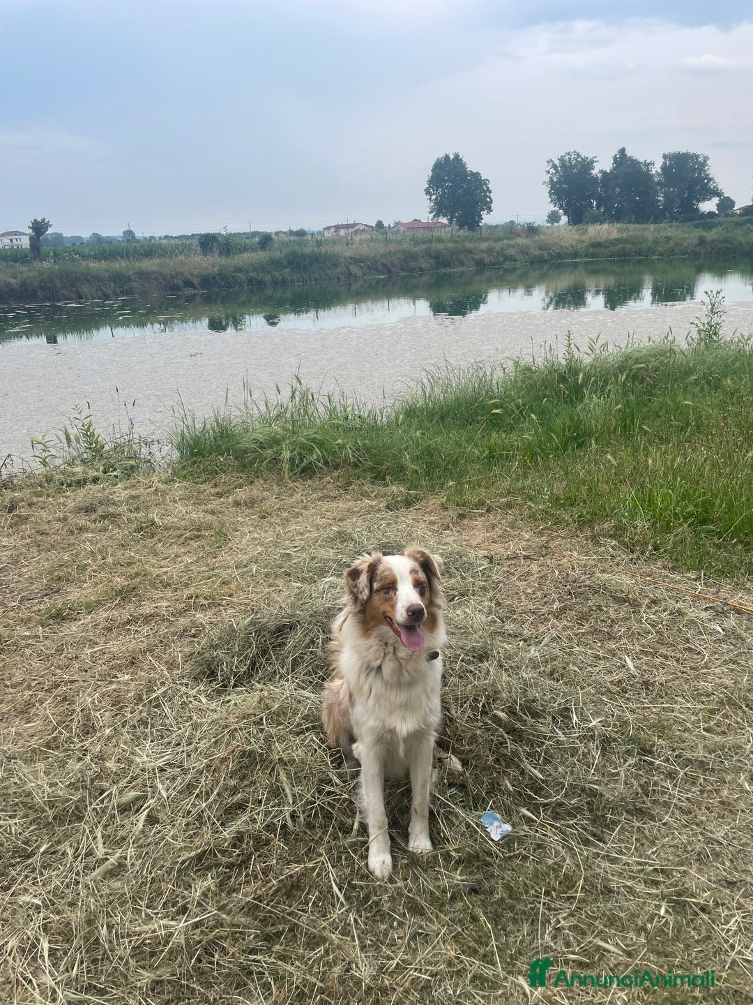 Australian Shepherd cani in vendita: Pastore australiano  a Provincia di Cuneo - Immagine 5