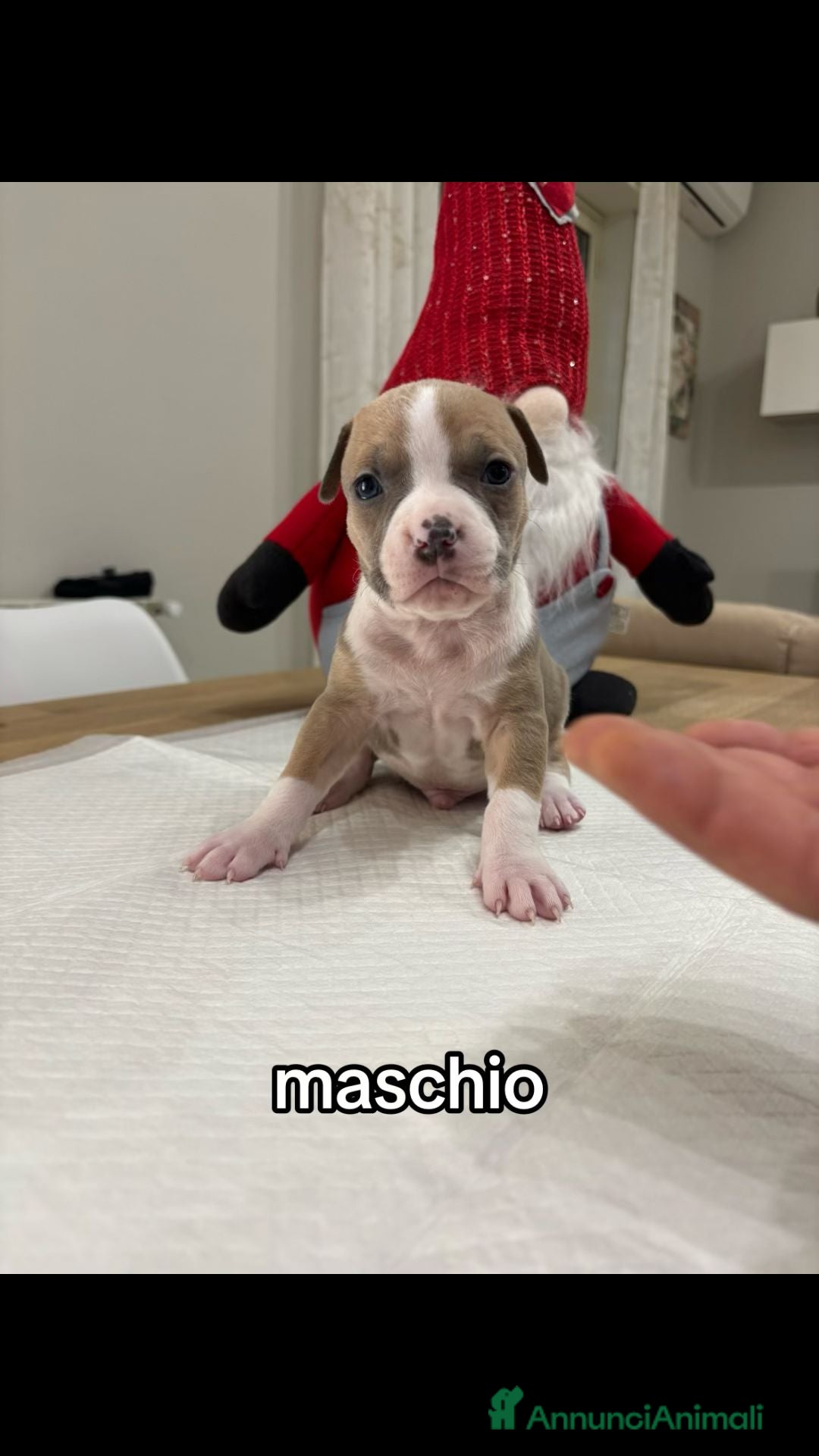 American Staffordshire cani in vendita: Cuccioli amstaff - Annuncio 8