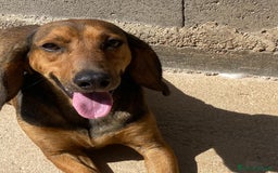 Segugio cani in regalo: Puck segugetto 5 anni cerca casa - adozione - Immagine 6