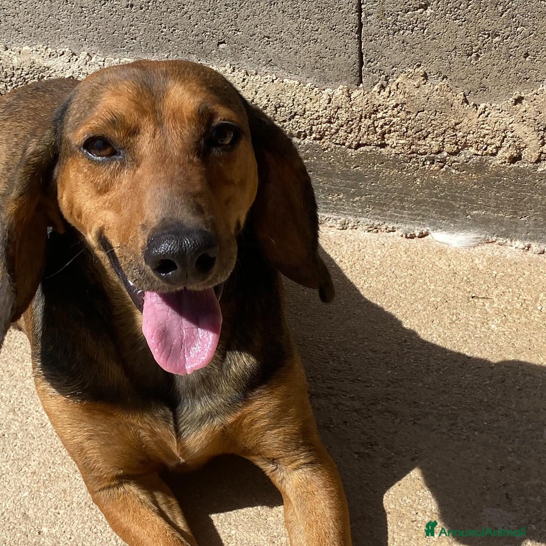 Segugio cani in regalo: Puck segugetto 5 anni cerca casa - adozione - Annuncio 6