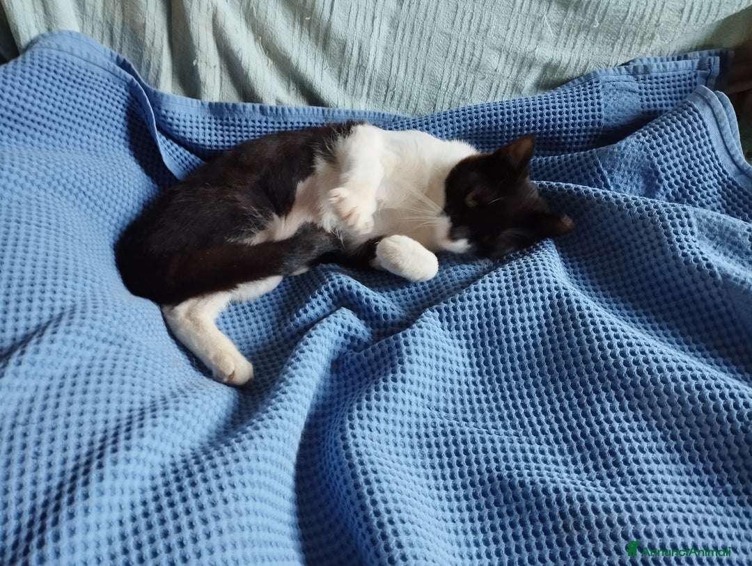 Altre razze gatti in regalo: Splendida lilly - Annuncio 4