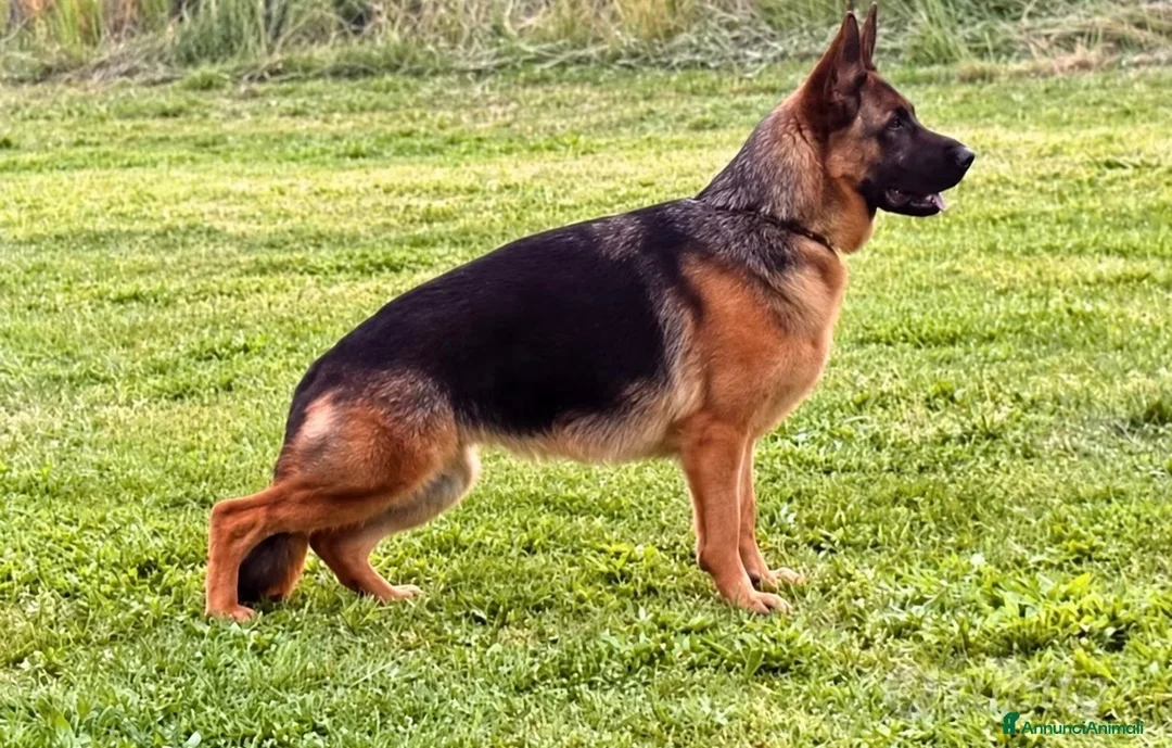 Pastore Tedesco cani in vendita: Cucciolona pastore tedesco  - Annuncio 1