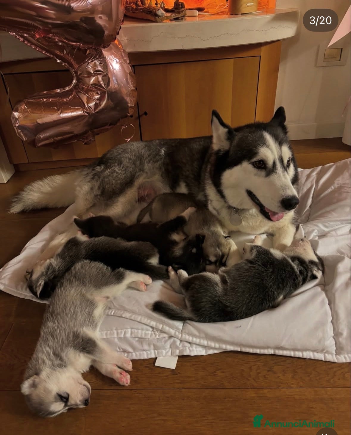 Husky cani Cucciolata Siberian Husky - Annuncio 4