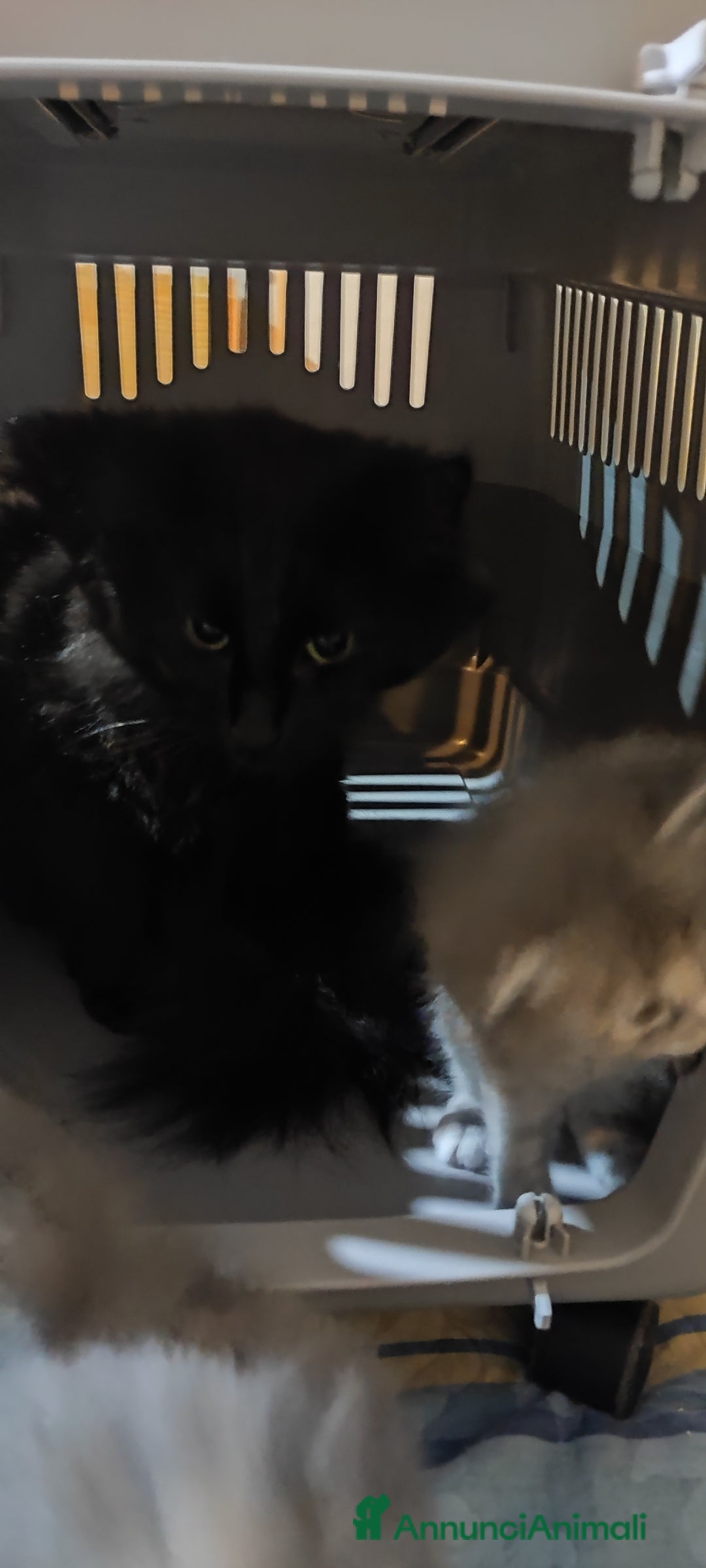 Norvegese gatti in vendita: Norvegese nero e calico - Annuncio 11