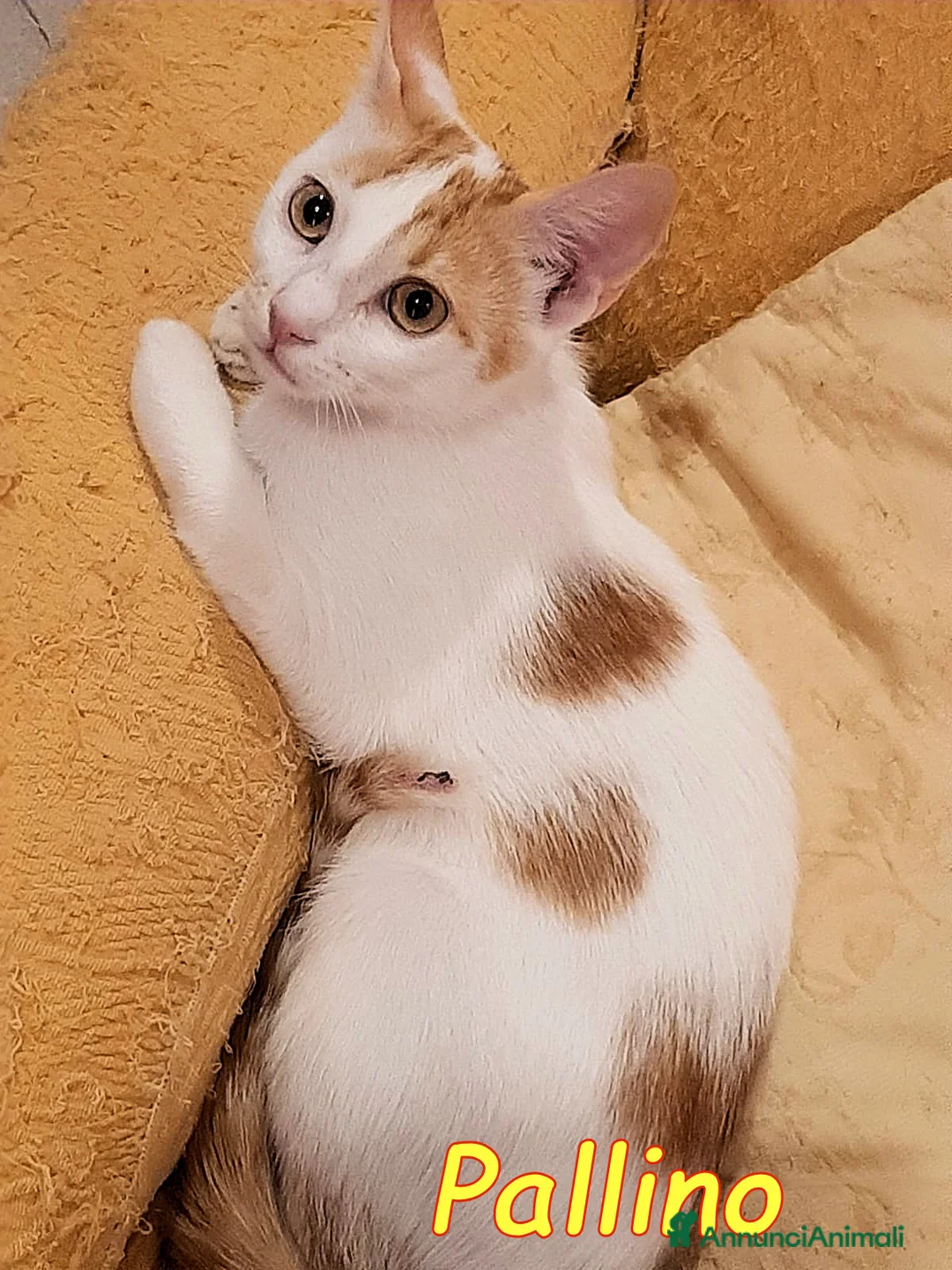 Europeo gatti in regalo: 2mici 6/7mesi INSEPARABILI bianchi/rossi.ROMA SOS - Annuncio 3