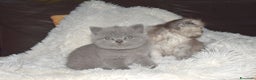 Scottish gatti in vendita: Scottish fold e straight - Annuncio 17