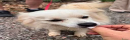 Meticcio cani in regalo: Cooki, tenero e affettuoso simil volpino - Annuncio 4