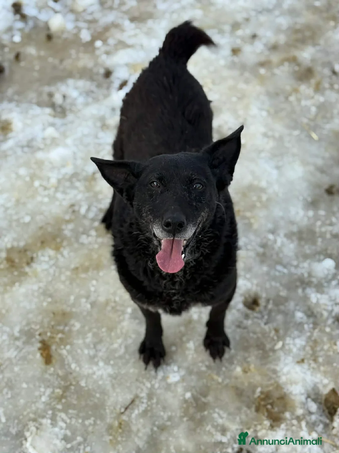 Meticcio cani in regalo: CHEOPE e ISIDE, mamma e figlia INVISIBILI! - Annuncio 8