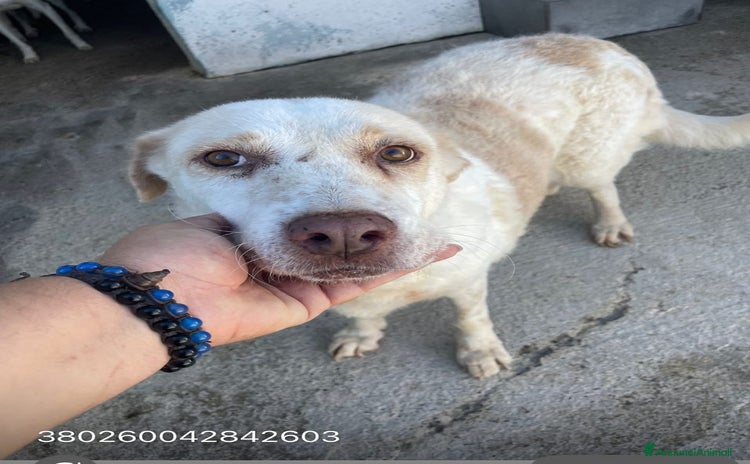 Meticcio cani Farah - Annuncio 5