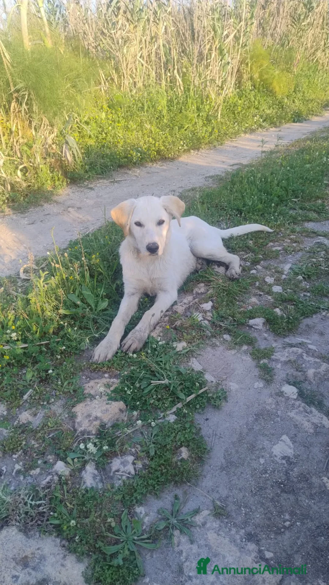 Meticcio cani in regalo: Peter a Provincia di Crotone - Annuncio 2