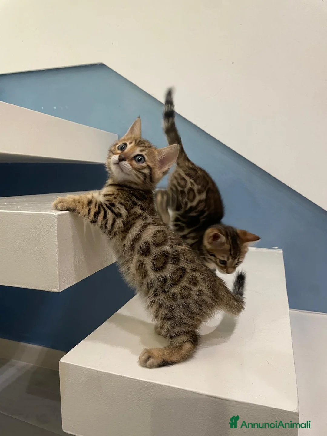 Bengala gatti in vendita: Cuccioli gatto bengala  - Annuncio 1