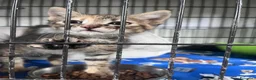 Europeo gatti in regalo: Dolcissima gattina in cerca di famiglia  - Annuncio 6