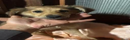 Meticcio cani in regalo: Kiwi e Pic cuccioli 4 mesi cercano casa tg piccola - Annuncio 3