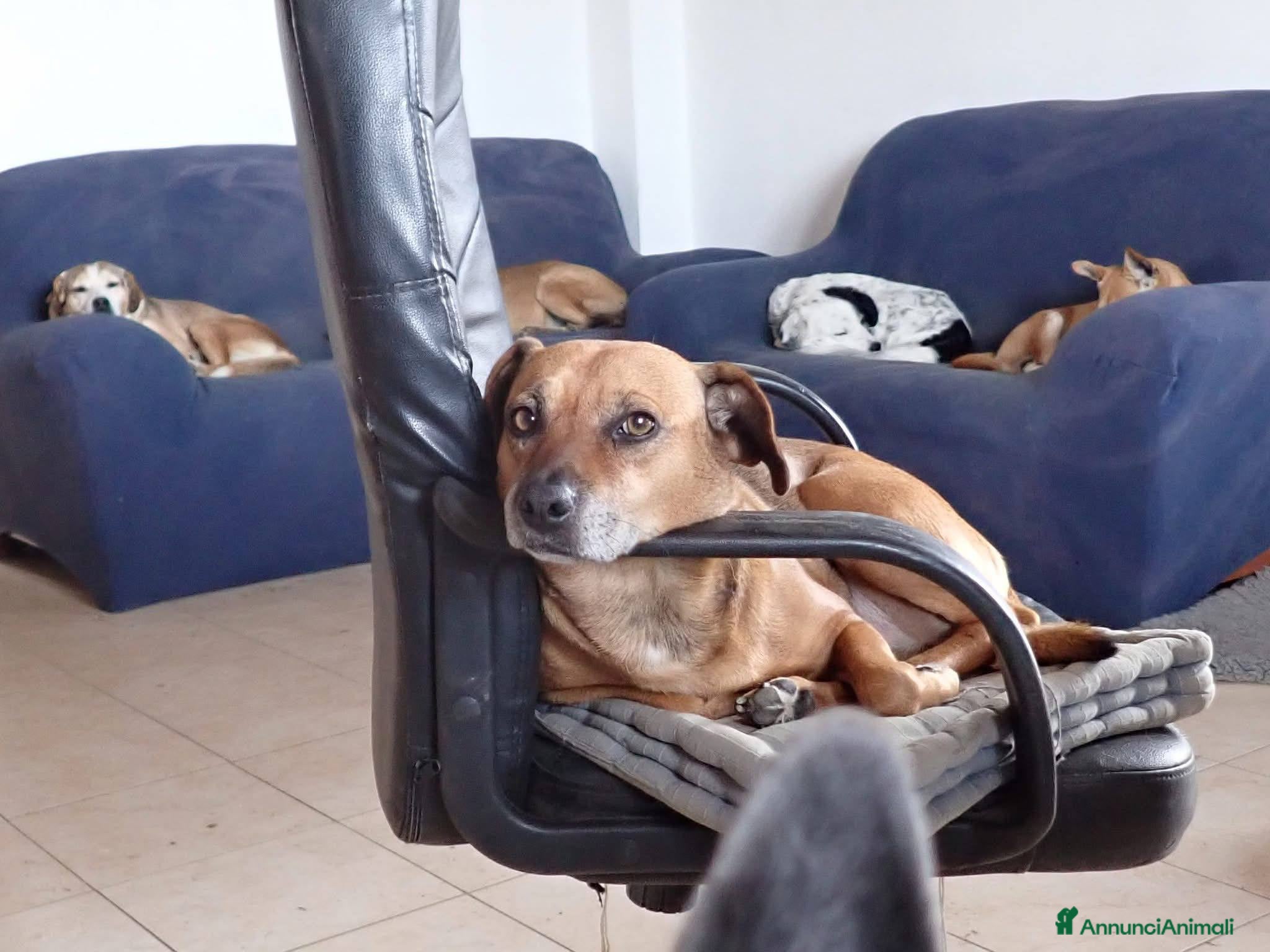 Meticcio cani Sasha: 10 anni, adozione del cuore  - Annuncio 36