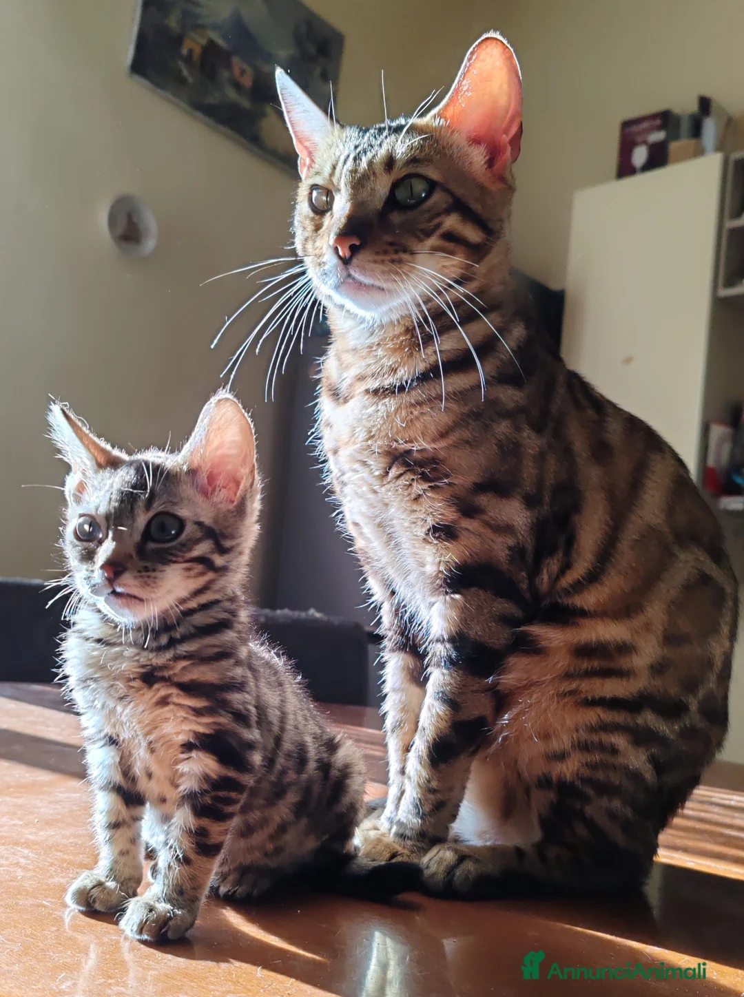 Bengala gatti in vendita: Gatto del Bengala cuccioli  - Annuncio 1