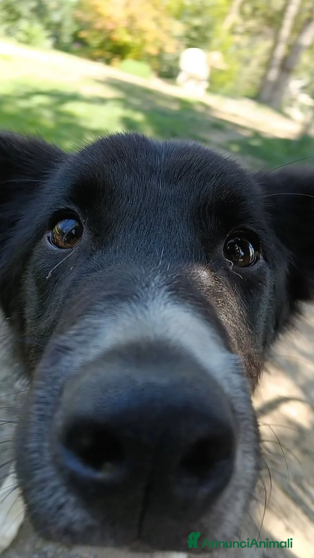 Border Collie cani in vendita: Joke border collie un anno con pedigree  - Annuncio 2