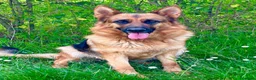 Pastore Tedesco cani in vendita: Super cuccioli Pastore Tedesco Pedigree - Annuncio 4