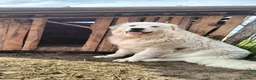 Pastore Abbruzzese Maremmano cani in vendita: Cuccioli di pastore maremmano abruzzese  - Annuncio 5