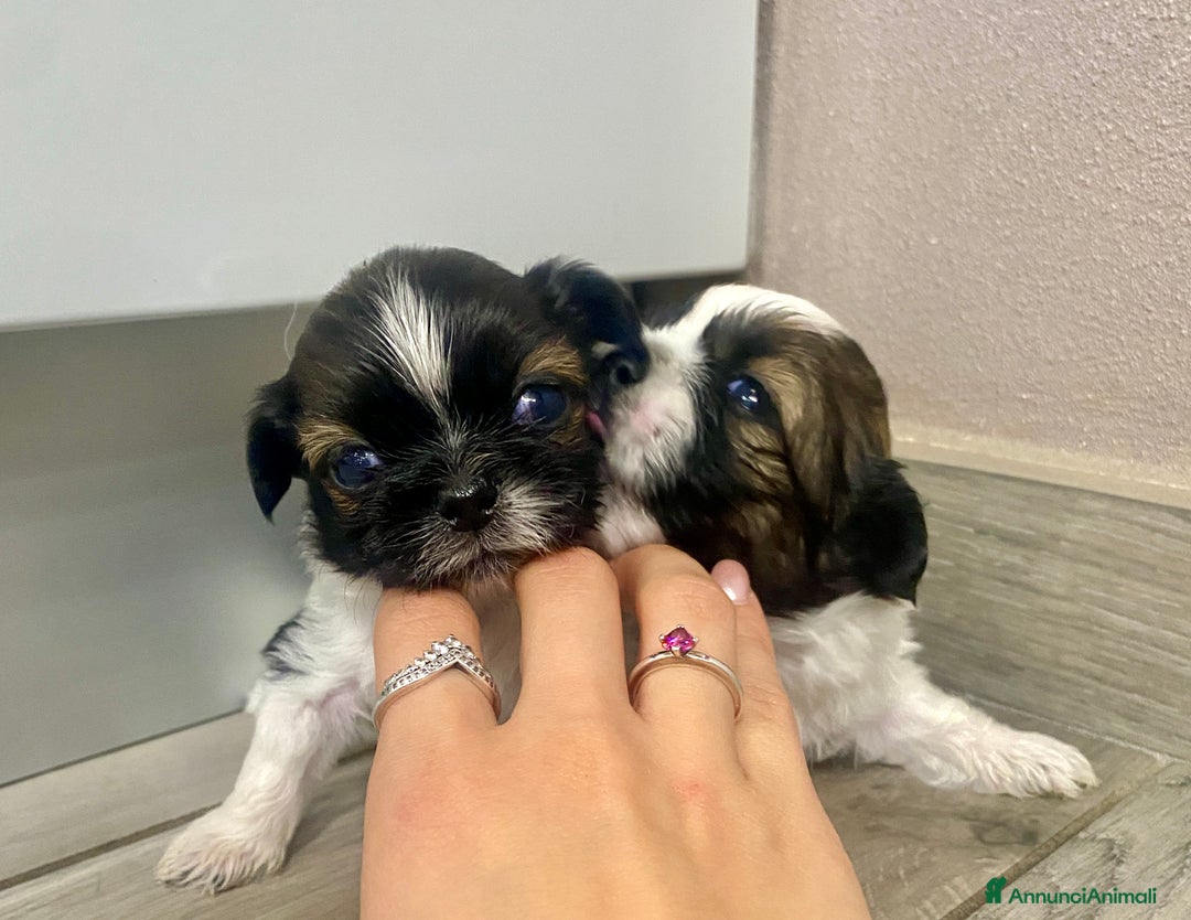 Shih Tzu cani in vendita: cuccioli di Shitzu - Annuncio 1