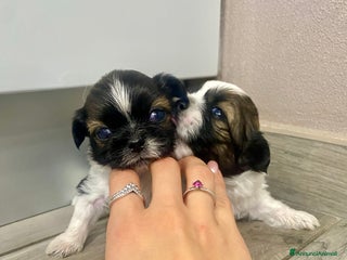Shih Tzu cani cuccioli di Shitzu - Annuncio 13