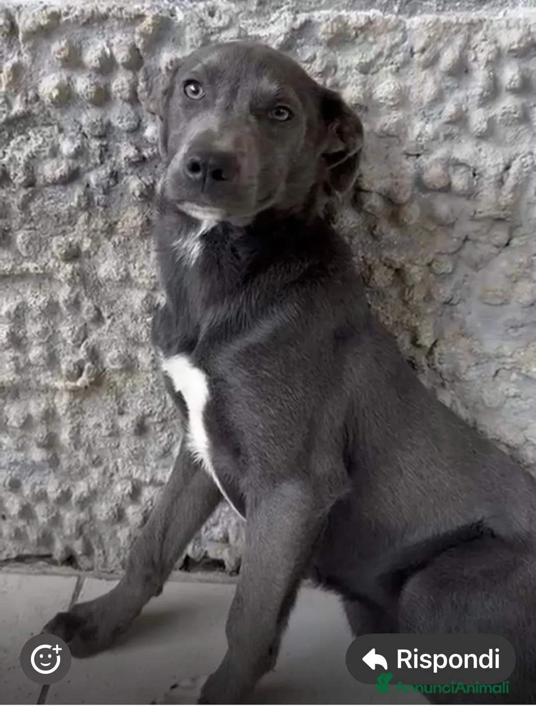 Meticcio cani in regalo: Incrocio (LUCE) - Annuncio 1
