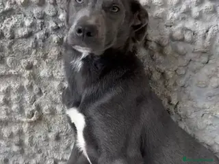 Meticcio cani Incrocio (LUCE) - Annuncio 7