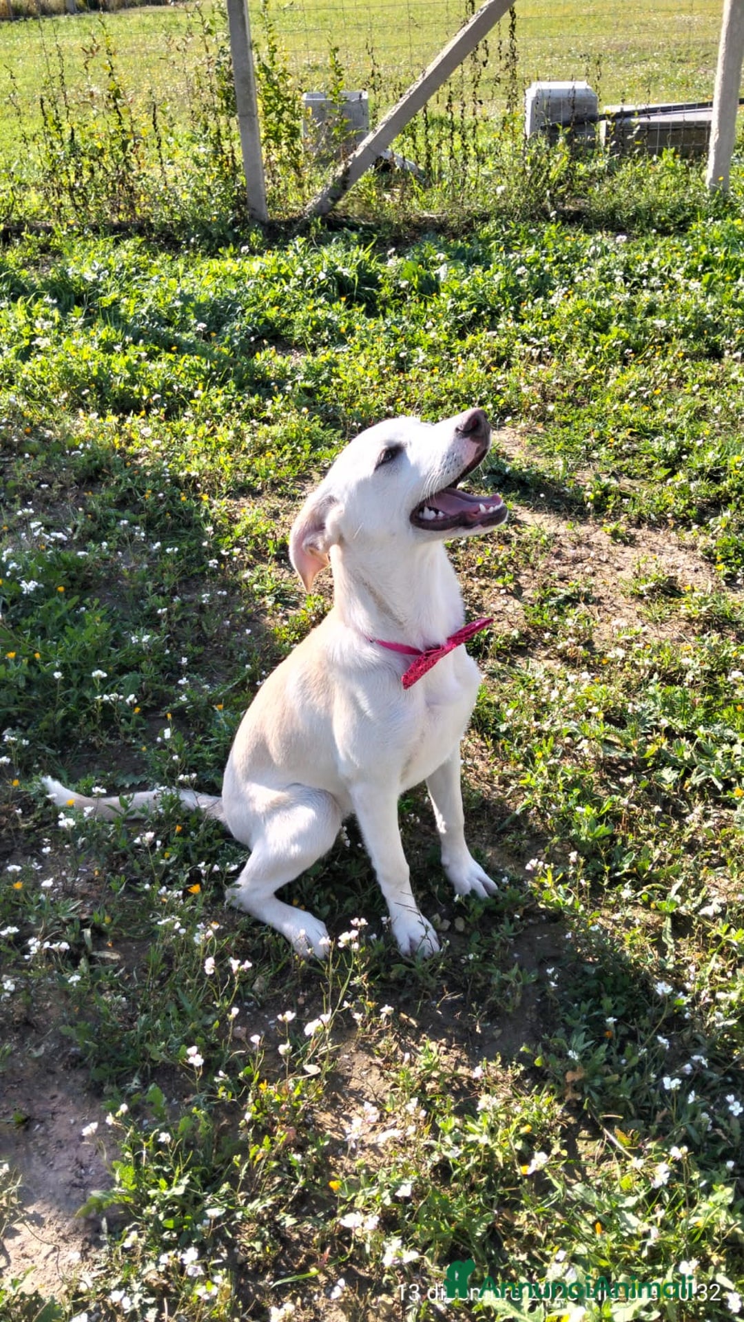 Meticcio cani in regalo: Erika una cucciolona rimasta sola - Annuncio 6