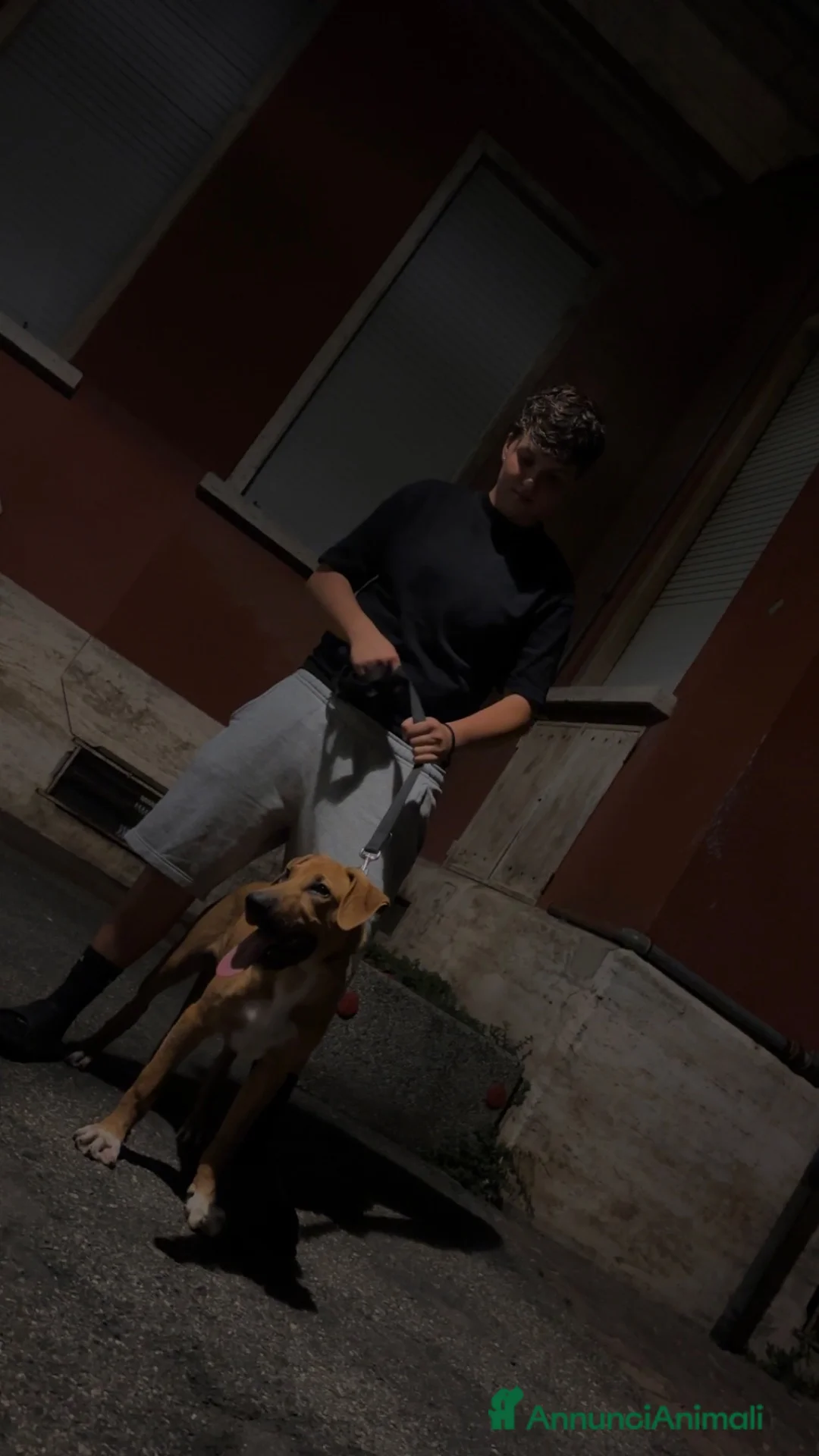 Meticcio cani in regalo: REGALO, Chico ha bisogno di una nuova casa  a Provincia di Alessandria - Annuncio 2