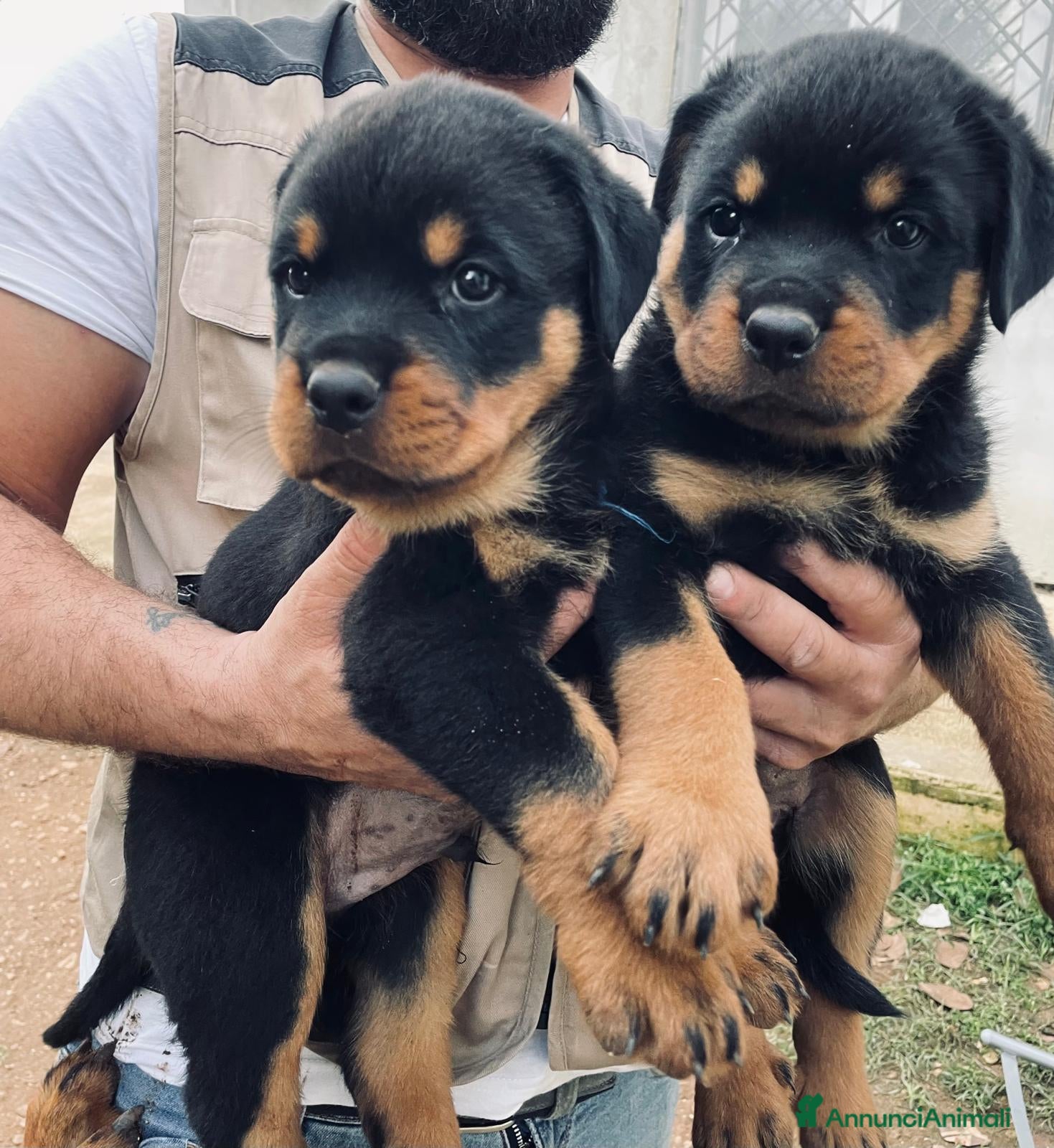 Rottweiler cani Cuccioli di Rottweiler  - Annuncio 24