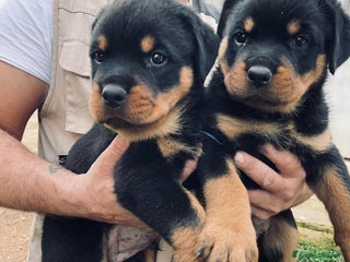Rottweiler cani Cuccioli di Rottweiler - Annuncio 9