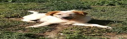Meticcio cani in regalo: BIGNÈ MIX MAREMMANO/GOLDEN RETRIVER  a Provincia di Varese - Annuncio 5