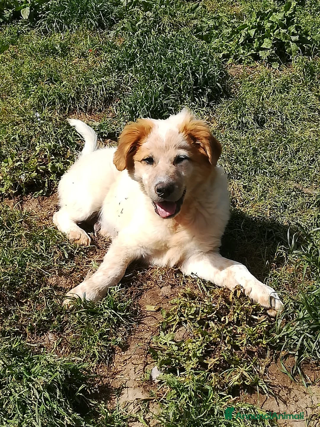 Meticcio cani in regalo: BIGNÈ MIX MAREMMANO/GOLDEN RETRIVER  a Provincia di Varese - Annuncio 5