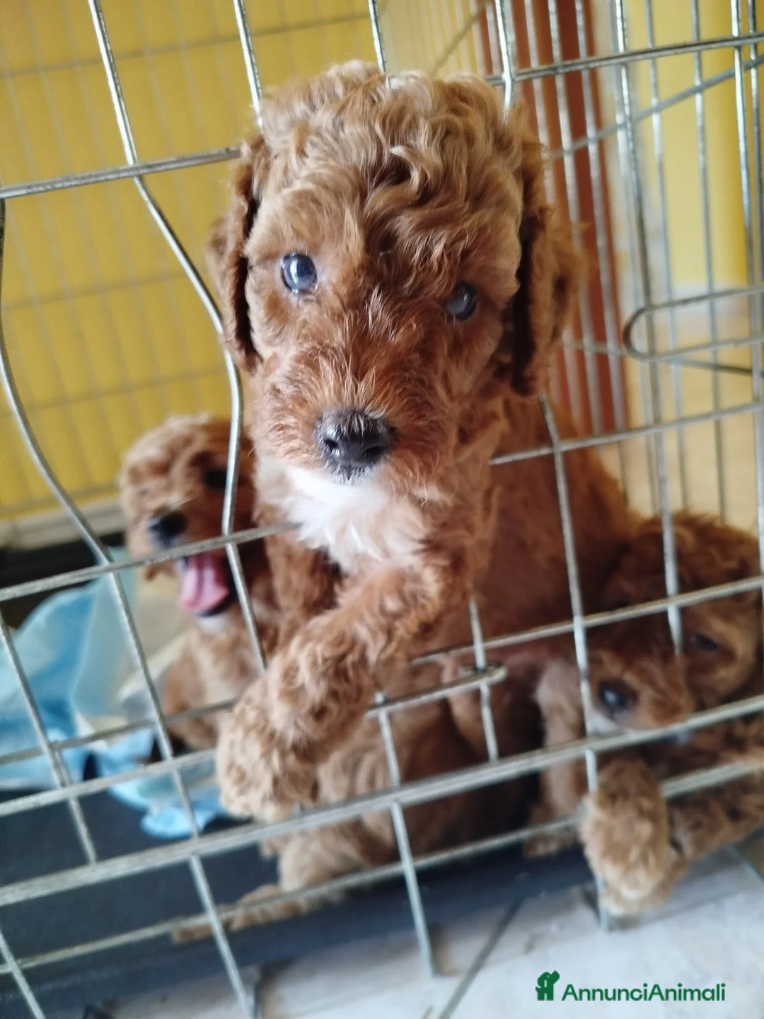 Barboncino cani in vendita: Barboncini particolar  - Annuncio 1
