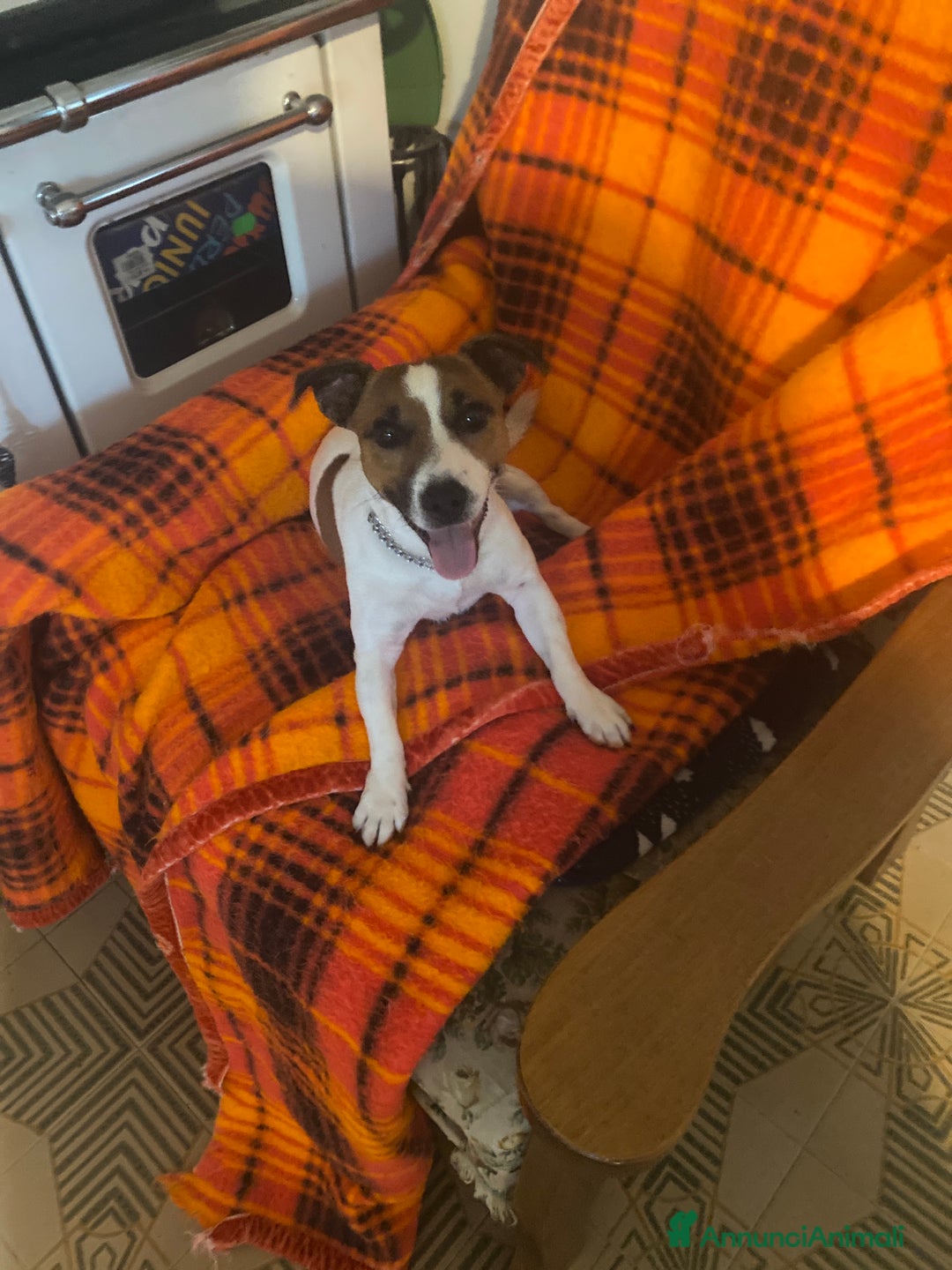 Jack Russell cani per accoppiamento: Per accompagnare il nostro Leone - Immagine 1