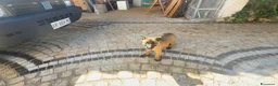 Pastore Belga cani in vendita: Femmine Pastore Belga Malinois - Annuncio 10