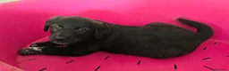 Meticcio cani in regalo: Milla 50 giorni taglia media  - Annuncio 5