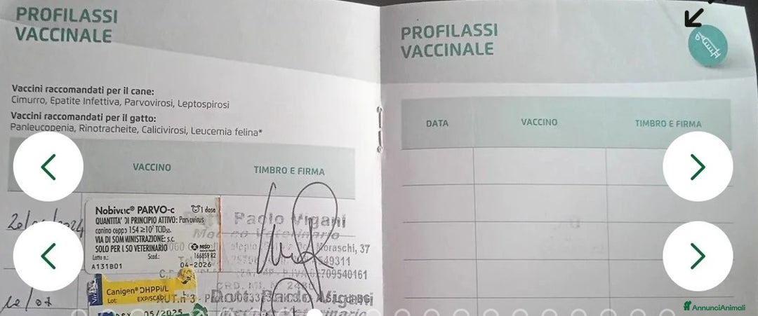 Pastore Tedesco cani in regalo:  proprietario regala splendidi cuccioli  - Annuncio 5