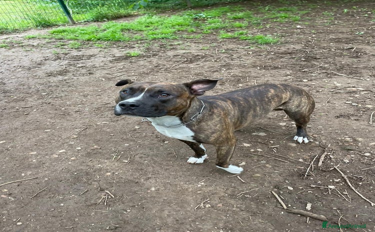 American Staffordshire cani - Annuncio 5