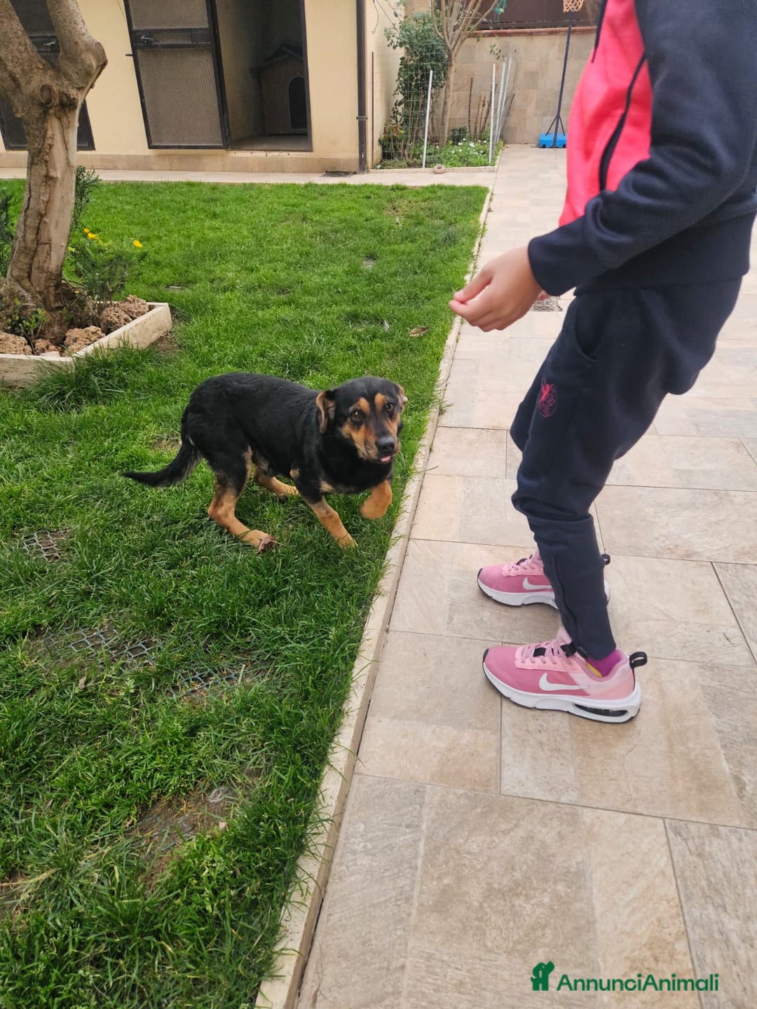 Meticcio cani in regalo: Ralph: taglia piccola socievole affettuoso  - Annuncio 4