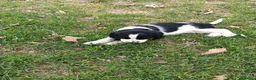 Cocker cani in vendita: Bellissima e simpaticissima femmina cocker spaniel a Provincia di Mantova - Annuncio 5