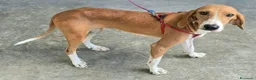 Meticcio cani in regalo: 1 anno e mezzo, 17 chili, dolcissima  - Annuncio 1